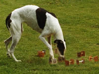 Obedience