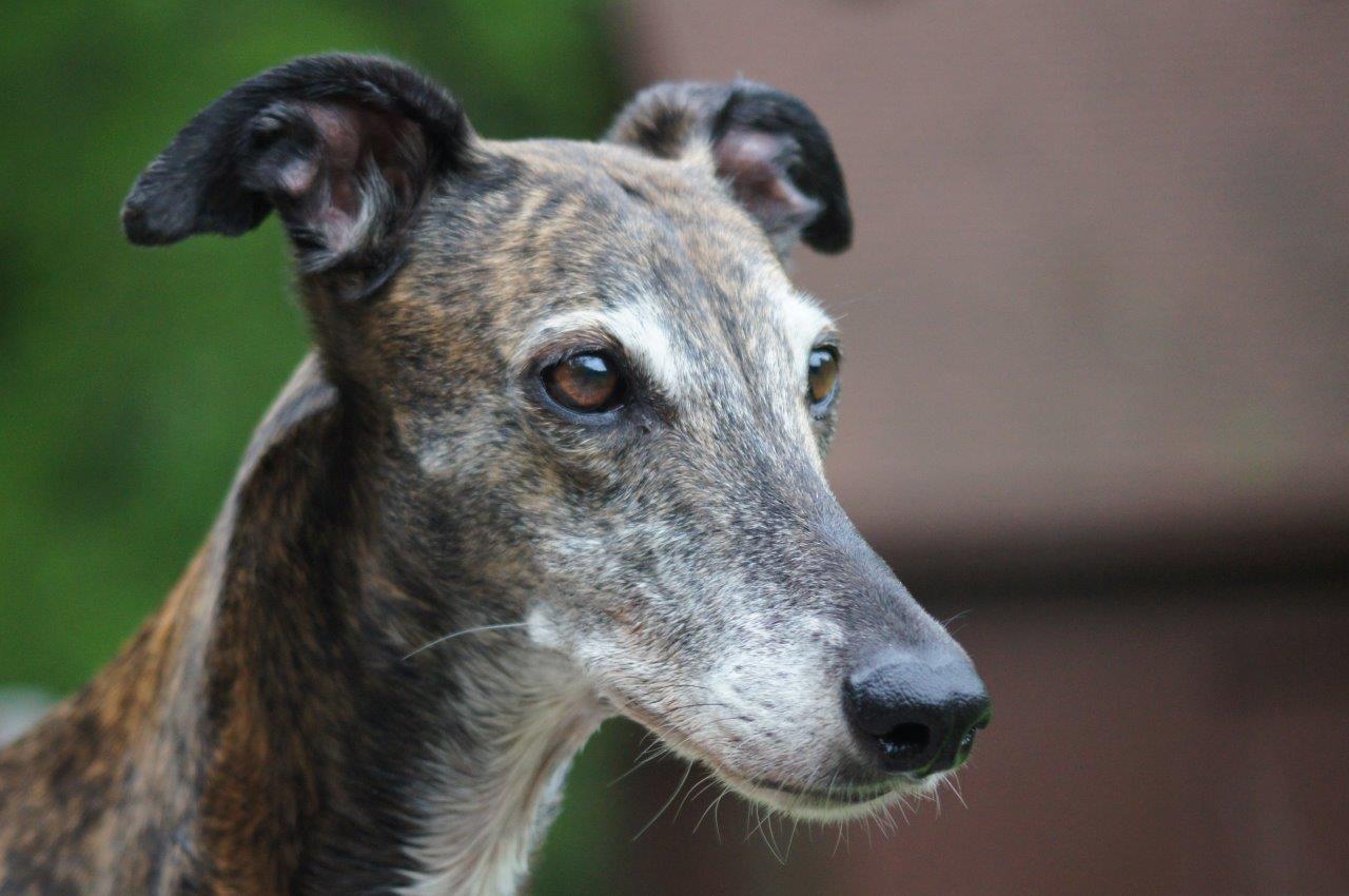 Greyhounds_2011 05 28_0077 Greyhound Club Of America